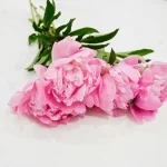 floral essential oils - 7.9