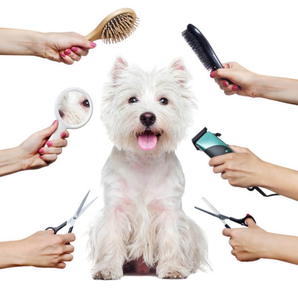 packaging for pet accessories (Hongxin Industrial)