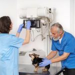 veterinary endoscope camera system (Dajing Medical); electrolyte supplement powder (Guangzhou Acorn Biotechnology)