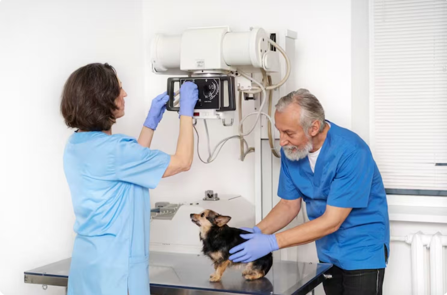 veterinary endoscope camera system (Dajing Medical); electrolyte supplement powder (Guangzhou Acorn Biotechnology)